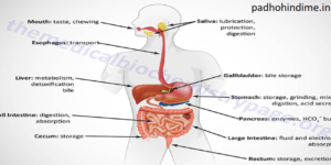 Human Digestive System.