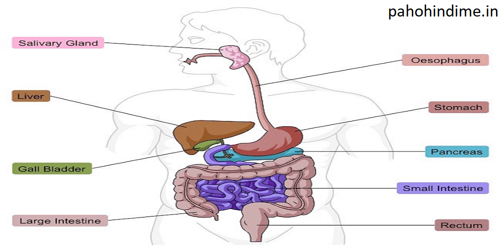 You are currently viewing Human Digestive System.