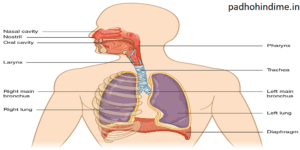 Respiratory System In Detail