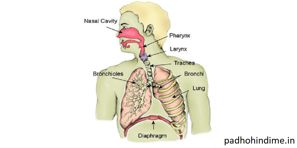 Read more about the article Respiratory System In Detail